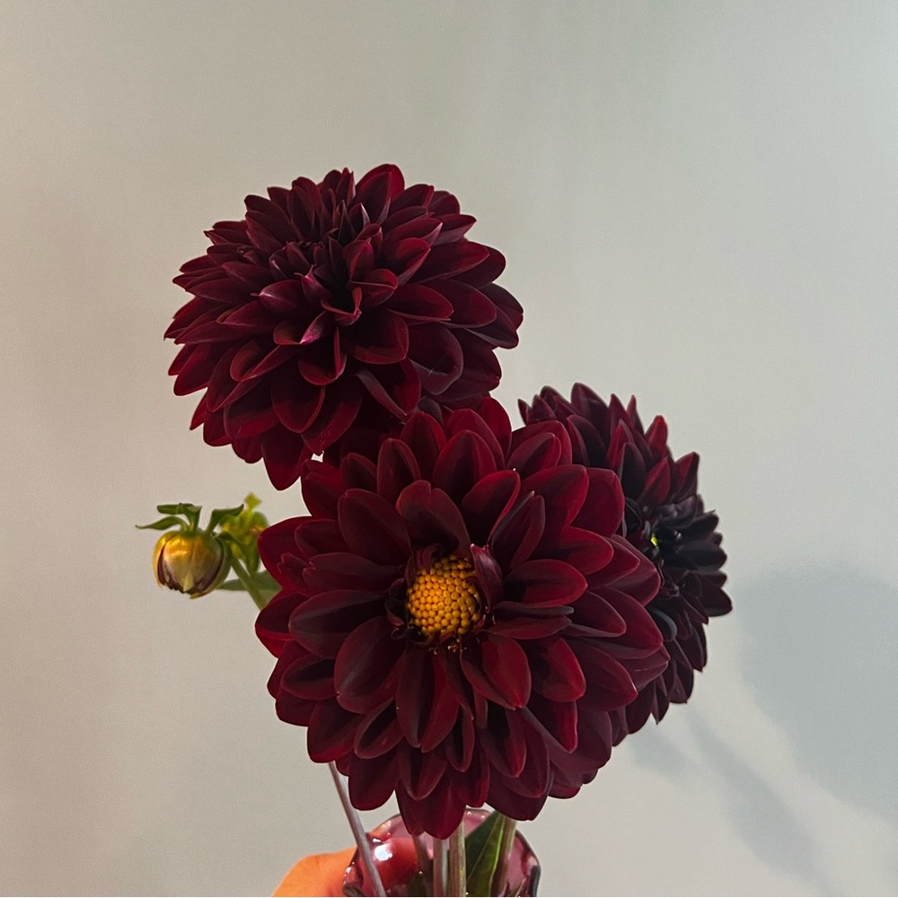 Arabian Nights Dahlia Tuber